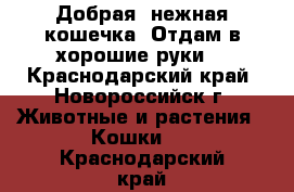 Добрая, нежная кошечка. Отдам в хорошие руки. - Краснодарский край, Новороссийск г. Животные и растения » Кошки   . Краснодарский край